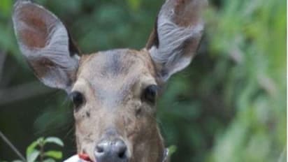 Telangana: అడవులను ప్లాస్టిక్ రహితంగా మార్చేందుకు చర్యలు చేపట్టిన తెలంగాణ !