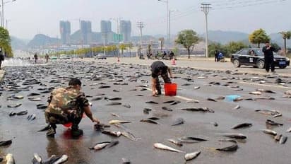 Fish rain: చేపల వాన.. ఆ ఊరంతా చేప‌లే.. ! 