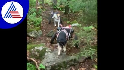  ಶ್ವಾನಗಳ ಗುಡ್ಡಗಾಡು ಓಟ... ವಿಡಿಯೋ ವೈರಲ್