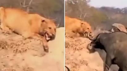 भैसों के झुंड से जान बचाने ने लिए शेरनी ने किया ऐसा काम, यूजर्स बोले- रजिया गुंड़ों में फंस गई