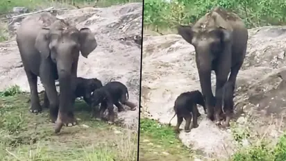 Video: Elephant gives birth to rare twin calves in Bandipur Tiger Reserve