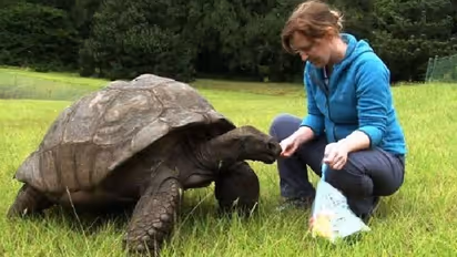 വയസ് 190, ഇതാണ് ലോകത്തിലെ ഏറ്റവും പ്രായമേറിയ ആമ!