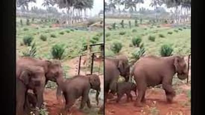 ಮೈಸೂರಿನಲ್ಲಿ ಆನೆ ಮಾನವ ಸಂಘರ್ಷಕ್ಕೆ ಮಹಿಳೆ ಬಲಿ