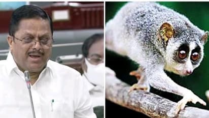 தேவாங்கு வன உயிரின சரணாலயம் அமைக்க தமிழக அரசு முடிவு..! சட்டப்பேரவையில் அறிவிக்கப்பட்ட புதிய அறிவிப்புகள்..