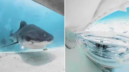 Shark tries to eat up camera; watch to know what happens next