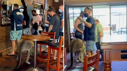 Kangaroo casually walks into a bar in Australia; Here's what happened next