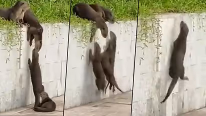 Watch: Otters helping little ones to climb wall amazed netizens