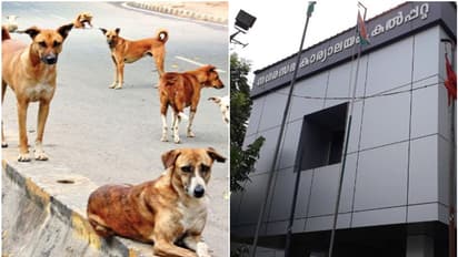 കല്പ്പറ്റയിൽ തെരുവുനായ ശല്യം; വിദ്യാർഥിക്ക് കടിയേറ്റു, ആശങ്കയിൽ രക്ഷിതാക്കളും സ്കൂൾ അധികൃതരും, നടപടി എന്ത്?