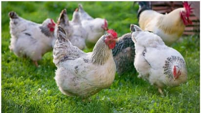 കോഴിയെ ജീവനോടെ തൂവൽ പറിച്ച്, കഷ്ണങ്ങളാക്കിയ സംഭവം; ക്രൂരതക്കെതിരെ പ്രതിഷേധം; യുവാവിനെ തിരഞ്ഞ് പൊലീസ്