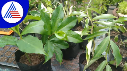 Insulin plant: நீரழிவு நோயாளிகளுக்கு வரப்பிரசாதமாகும் இன்சுலின் செடி..தினமும் எப்படி சாப்பிட வேண்டும் தெரியுமா