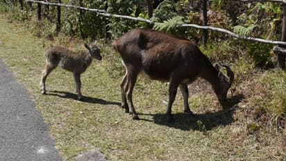 മൂന്നാറിൽ 1039 വരയാടുകളെ കണ്ടെത്തി, 157 കുഞ്ഞുങ്ങൾ