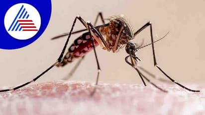 ప్రపంచ దోమల దినోత్సవం 2022:  ఇలా చేస్తే మలేరియా నుంచి త్వరగా కోలుకుంటారు.. 