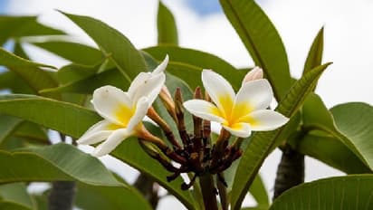 পারিবারিক কলহ দূর করে বাড়িতে লাগান চাঁপা গাছ, রইল টোটকা, জেনে নিন কী করবেন