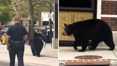 Watch: Wild bear takes a stroll on the streets of North Carolina; leaves netizens stunned