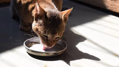 ಬೆಕ್ಕನ್ನು ಒದ್ದು ಸಮುದ್ರಕ್ಕೆಸೆದ ವ್ಯಕ್ತಿಯ ಬಂಧನ : ವಿಡಿಯೋ ವೈರಲ್