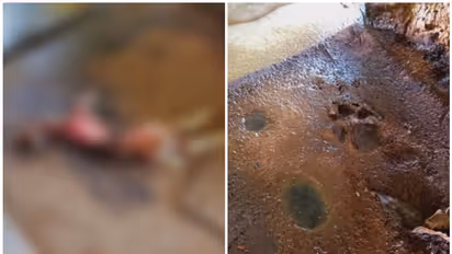 ഭീതിയോടെ ഒരു നാട്; വളര്ത്ത് മൃഗങ്ങളെ ആക്രമിച്ചത് പൂച്ചപ്പുലിയോ? കാല്പ്പാടുകള് ഞെട്ടിക്കുന്നത്