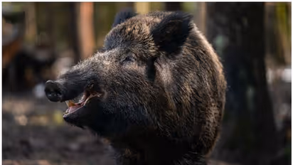 Wild boar: കാട്ടുപന്നിയെ ക്ഷുദ്രജീവിയായി പ്രഖ്യാപിക്കല്; എംപിയുടെ നിലപാട് അപലപനീയമെന്ന് കിഫ