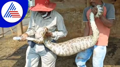 Chikkamagaluru ಮೇಕೆ ಮರಿ ನುಂಗಿ ಗಡದ್ದಾಗಿ ನಿದ್ದೆ ಮಾಡಿದ್ದ ಹೆಬ್ಬಾವು ಸೆರೆ