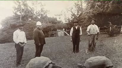 190 साल का हुआ जोनाथन, वैज्ञानिक बोले, धरती का सबसे पुराना जीवित प्राणी है यह, 1832 में हुआ था पैदा