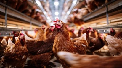 First human H5 bird flu case reported in Colorado, US