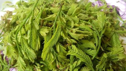 సమ్మర్ స్పెషల్.. చింతచిగురును తీసుకుంటే కలిగే ఆరోగ్య ప్రయోజనాలు ఏంటో తెలుసా..?