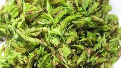 చింతచిగురును తీసుకుంటే కలిగే ఆరోగ్య ప్రయోజనాలు ఏంటో తెలుసా..?