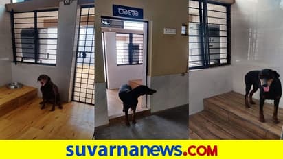 ಶ್ವಾನಗಳಿಗೂ ಇಲ್ಲಿ ಕೂಲರ್ ಬೇಕು, ಅಷ್ಟೇ ಅಲ್ಲ ನಿತ್ಯ ನಾಲ್ಕಾರು ಬಾರಿ ಎಳನೀರು ಕುಡಿಸ್ಬೇಕು!