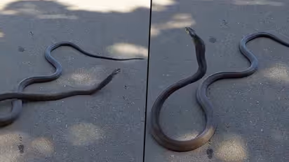 Giant black mamba crosses road after car ran over him’ watch