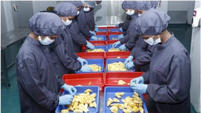 കേരളത്തിൽ നിന്ന് 'തൊലികളഞ്ഞ ചക്ക' കടൽ കടക്കുന്നു; പ്രവാസി മലയാളികൾക്കും ഇനി ആവോളം ചക്ക തിന്നാം