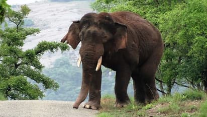 മറയൂരില്‍ വിനോദ സഞ്ചാരിയെ കാട്ടാന ചവിട്ടിക്കൊന്നു