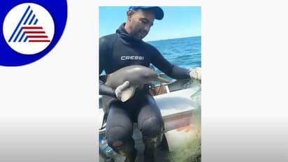 ಮೀನಿನ ಬಲೆಯಲ್ಲಿ ಸಿಲುಕಿದ್ದ ಡಾಲ್ಪಿನ್ ಮರಿಯ ರಕ್ಷಣೆ: ವಿಡಿಯೋ