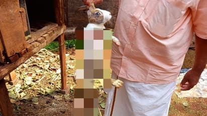 അണക്കരയില് അജ്ഞാത മൃഗത്തിന്റെ ആക്രമണം; 50 ഓളം മുയലുകളെ കൊന്നുതിന്നു