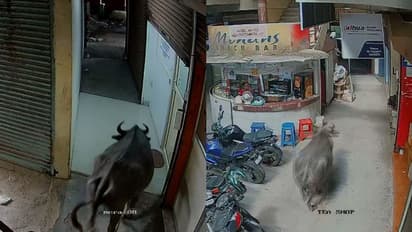 തൃശുരിൽ വിരണ്ടോടിയ പോത്തിന്റെ കുത്തേറ്റ് കുട്ടിയടക്കം മൂന്ന് പേർക്ക് പരിക്ക്