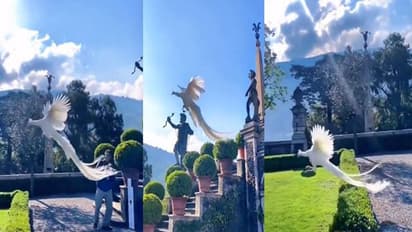 स्वर्ग में सफेद मोर की उड़ान देखकर खुशनुमा हो जाएगा सनडे, पूरी दुनिया में देखा जा रहा ये वीडियो