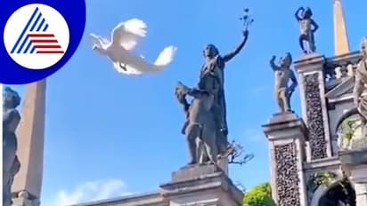 ಅಪರೂಪದ ಬಿಳಿ ನವಿಲು ಪತ್ತೆ : ವಿಡಿಯೋ ವೈರಲ್