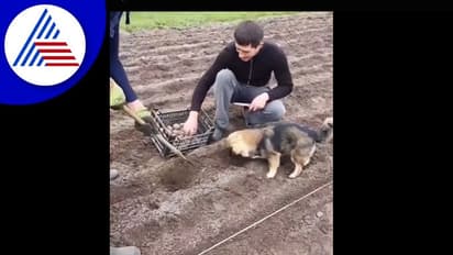 ಆಲೂಗಡ್ಡೆ ಬಿತ್ತನೆಗೆ ಸಹಾಯ ಮಾಡುವ ಶ್ವಾನ : ವಿಡಿಯೋ ವೈರಲ್‌