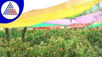 Chitradurga: ಸೂರ್ಯನ ಕೋಪ, ಕೋಟೆ ನಾಡಿನಲ್ಲಿ ಹೂವಿಗೆ ಕಲರ್-ಕಲರ್ ಸೀರೆ