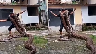 Man with Pythons : കൂറ്റന്‍ പെരുമ്പാമ്പുകളെ തോളിലിട്ട് നൃത്തം ചെയ്യുന്നയാള്‍; അവിശ്വസനീയമായ വീഡിയോ