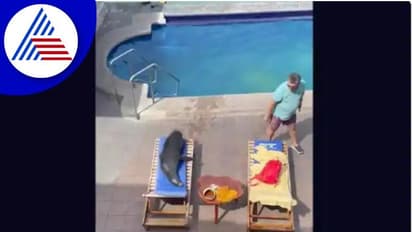 ನಂಗೂ ಬೇಕು ಲಕ್ಷುರಿಯಸ್ ಲೈಫ್‌: ಕಡಲ ಸಿಂಹದ ಸೂರ್ಯಸ್ನಾನ: ವಿಡಿಯೋ ವೈರಲ್