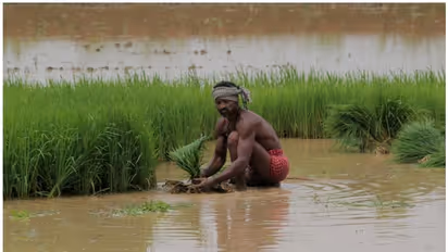 'മുന്തിയ ഇനം നെല്ല് ഏറ്റെടുക്കാനാവില്ല'; ജ്യോതി വിത്ത് വിളയിച്ച കര്‍ഷകരെ ചതിച്ച് മില്ലുടമകള്‍ 
