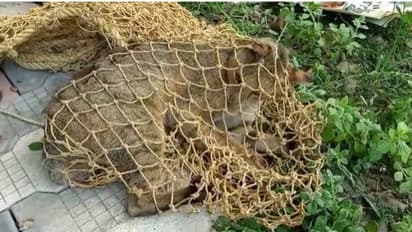 പുലിയെന്ന് കരുതി നാട്ടുകാർ കല്ലെറിഞ്ഞു, ഫയർഫോഴ്സ് കാട്ടുപൂച്ചയെ പിടിച്ച് വനംവകുപ്പിന് കൈമാറി