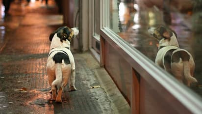 Adorable video of stray dog waiting outside butcher's shop is winning the net; here’s why