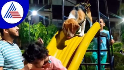 ಜಾರು ಬಂಡಿ ಆಡುವ ಶ್ವಾನ: ವಿಡಿಯೋ ವೈರಲ್