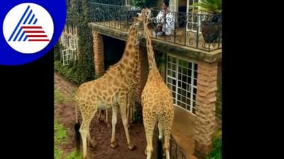 ಜಿರಾಫೆಗೆ ಆಹಾರ ತಿನ್ನಿಸಿದ ಮಹಿಳೆ: ವಿಡಿಯೋ ವೈರಲ್