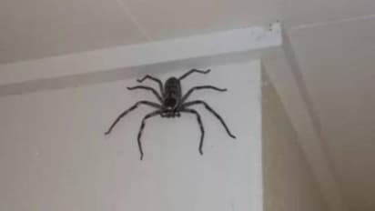 വീട്ടിൽ പെറ്റ് ആയി വളർത്തുന്നത് വേട്ടക്കാരൻ ചിലന്തിയെ, 'അയ്യോ...' എന്ന് സോഷ്യൽമീഡിയ