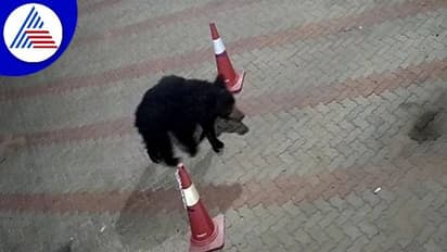 Vijayanagara: ಕರಡಿ ಹೆಸರು ಕೇಳಿದ್ರೇ ಬೆಚ್ಚಿ ಬೀಳುತ್ತಿರುವ ರೈತರು..!