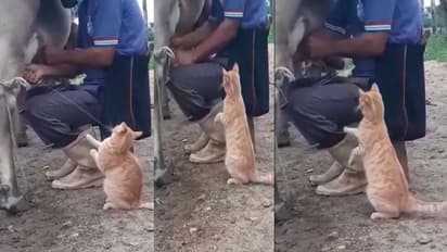 बिल्ली का दूध पीने का ये इशारा बना देगा आपका दिन, बस फ्रेश मिल्क ही है पसंद