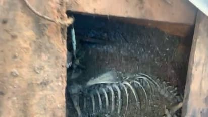 ചത്ത പശുവിനെ മറവ് ചെയ്യാതെ പ്ലാസ്റ്റിക് ഷീറ്റിട്ട് മൂടി ഉടമ; ദുർഗന്ധം അസഹനീയം, ഞെട്ടി നാട്ടുകാർ