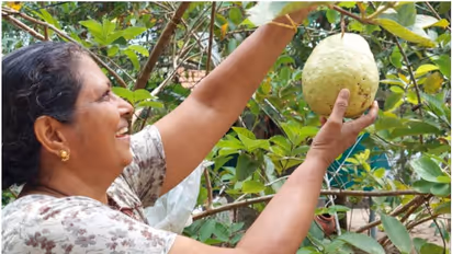 രണ്ട് കിലോയോളം തുക്കമുള്ള പേരയ്ക്ക; ക‍ൃഷി നഷ്ടമോ? സ്വന്തം തോട്ടം ചൂണ്ടികാട്ടി എമിലി ടീച്ചർക്ക് പറയാനേറെ