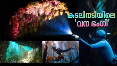 Sea forest : ‘ഗ്രേറ്റ് ആഫ്രിക്കൻ സീ ഫോറസ്റ്റ്’: കടലിലെ കാനന സൗന്ദര്യം